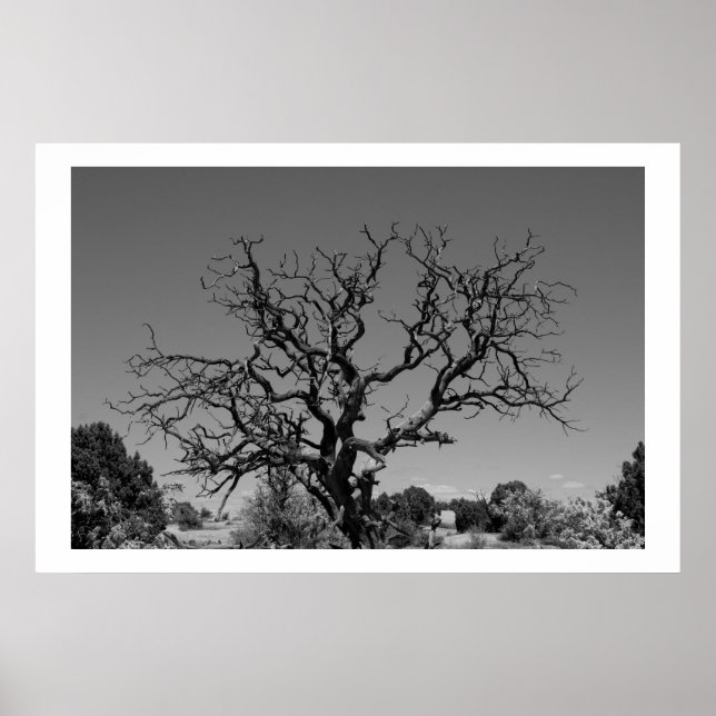 Póster Árvore morto (Frente)