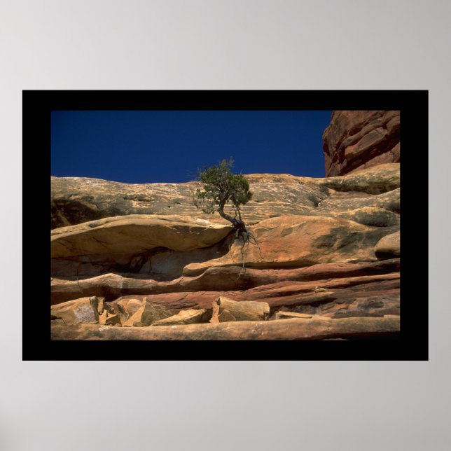 Póster Árvore na parede (Frente)