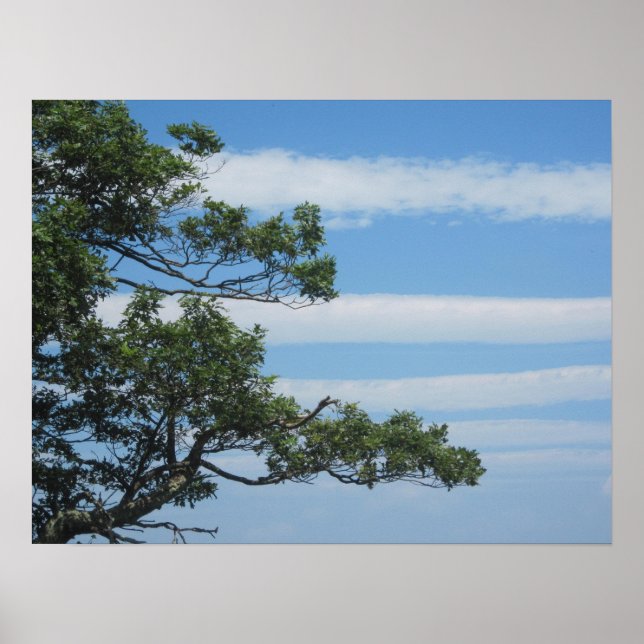 Póster Árvore nas Nuvens (Frente)