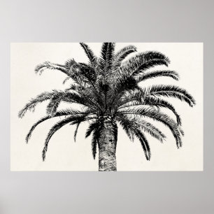 Poster Árvore Palm da Ilha Tropical de Preto e Branco