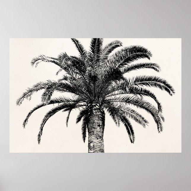 Poster Árvore Palm da Ilha Tropical de Preto e Branco (Frente)