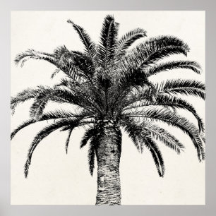 Póster Árvore Palm da Ilha Tropical de Preto e Branco