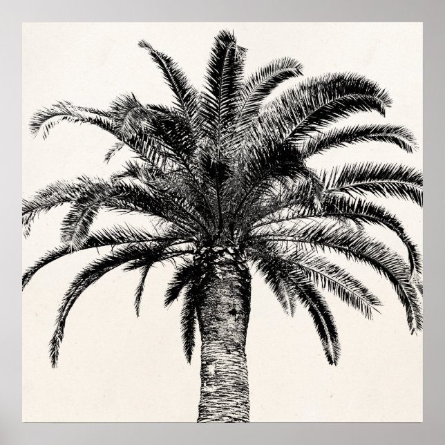 Póster Árvore Palm da Ilha Tropical de Preto e Branco (Frente)