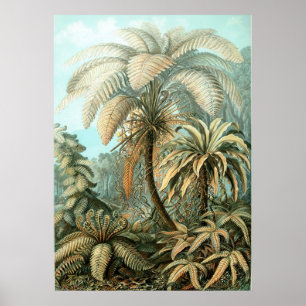 Póster Árvore Palm Haeckel