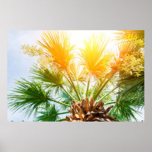 Poster Árvore palmeira brilhante fundo de verão. tropical