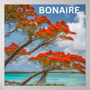 Poster Árvore Poinciana em Bonaire linda