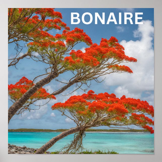 Poster Árvore Poinciana em Bonaire linda (Frente)