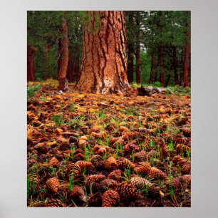 Póster Árvore Ponderosa de crescimento antigo com cones 