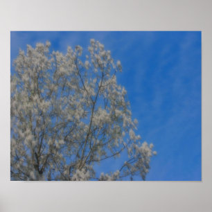 Póster Árvore Poplar Neve Em Junho De Orton