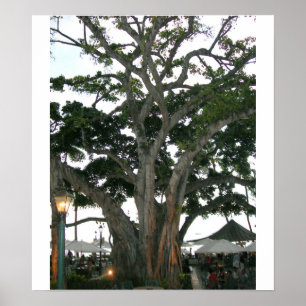 Póster Árvore praia de Honolulu, Havaí Waikiki