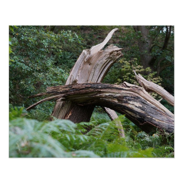 Póster Árvore quebrada (Frente)