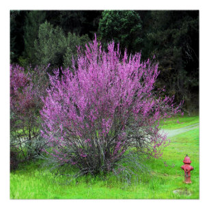 Póster Árvore Red Bud... .