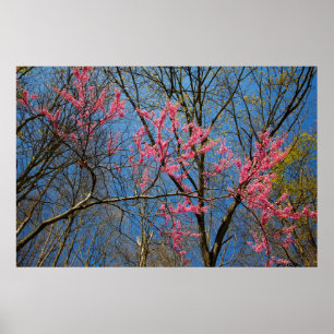 Poster Árvore Redbud (Cercis) Saindo em Primavera