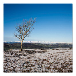 Póster Árvore Scout Scar Old Man of Coniston fundo