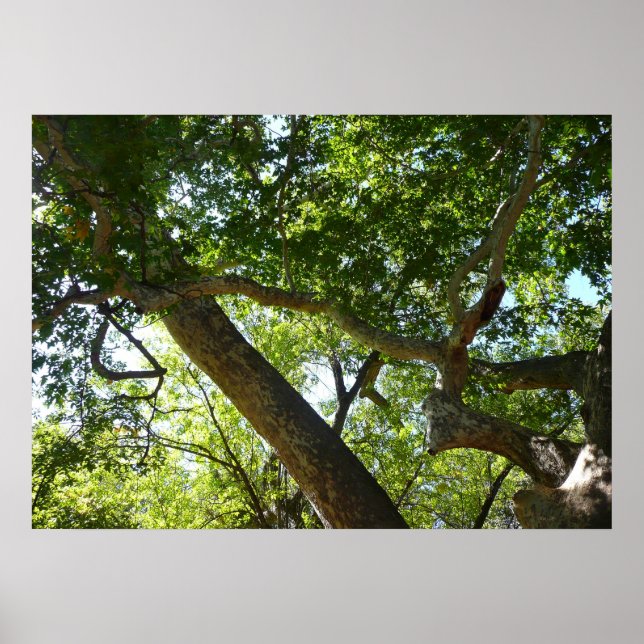 Póster Árvore Sicômoro Verde Natureza (Frente)
