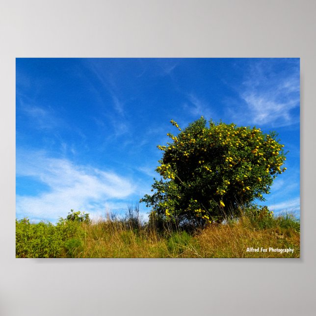 Poster Árvore solitária de tangerina (Frente)