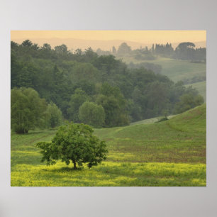 Póster Árvore solitária em campo agrícola, Toscana,