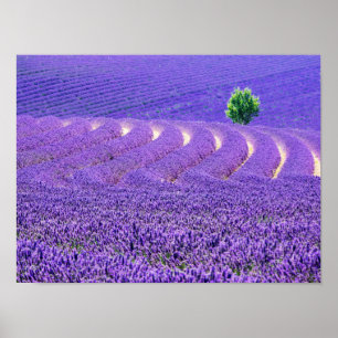 Póster Árvore solitária em Campo de Lavanda, França