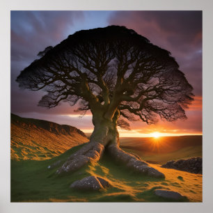 Poster Árvore Solitária na Embriagem da Natureza