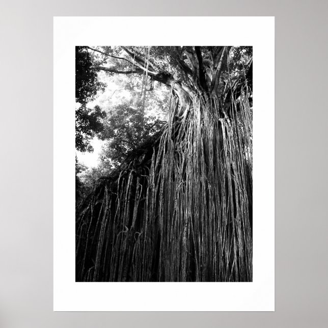 Poster Árvore Tangida Austrália - Fotografia Preta e Bran (Frente)