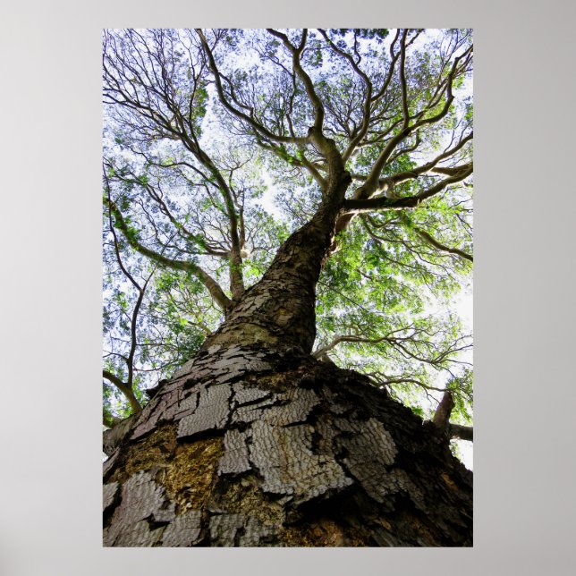 Póster Árvore Terrestre (Frente)