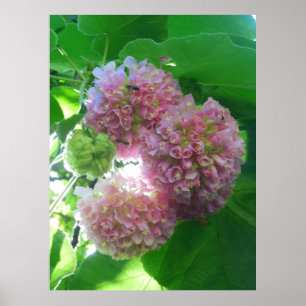Póster Árvore tropical do Hydrangea