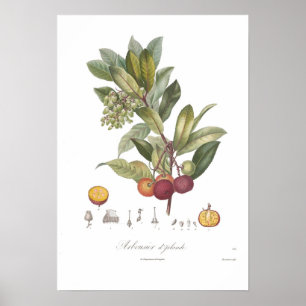 Póster Árvore unedo-Stawberry do Arbutus