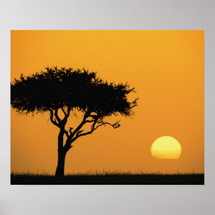 Póster Árvore única de Acácia silhuetada ao nascer do sol