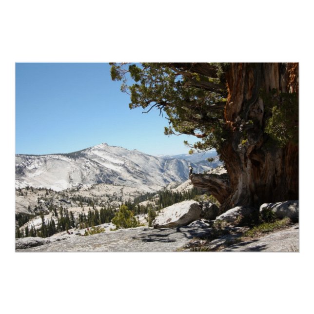 Póster Árvore Velha no Parque Nacional de Yosemite (Frente)