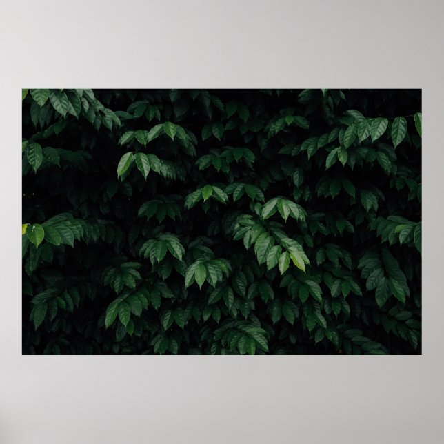 POSTER ÁRVORE VERDE (Frente)