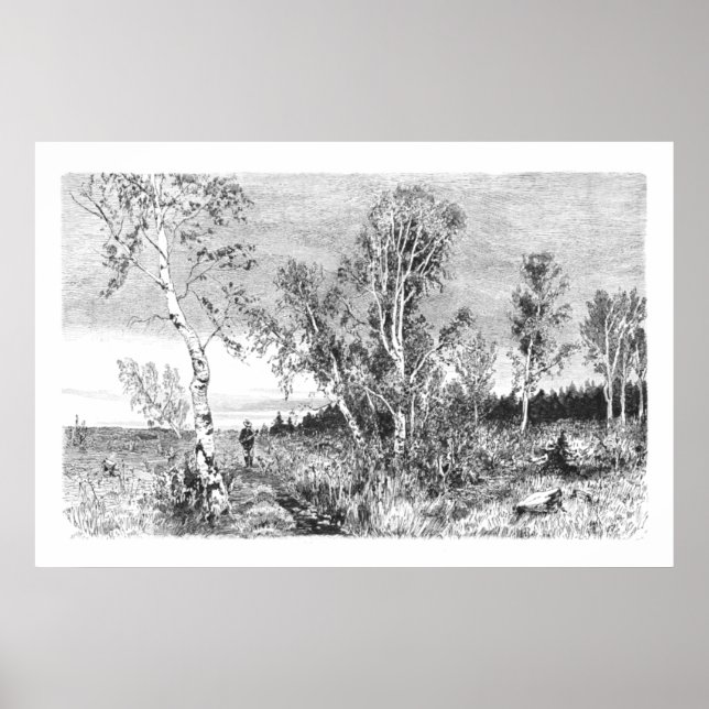 Poster Árvore Vintage Birch 1800s Antiquado (Frente)