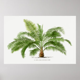 Poster Árvore Vintage Palm, Ilustração