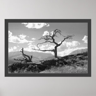 Póster Árvore Withered (limitada)