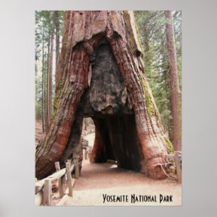 Póster Árvore Yosemite do túnel