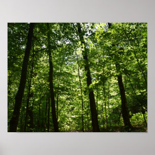 Póster Árvores altas na natureza