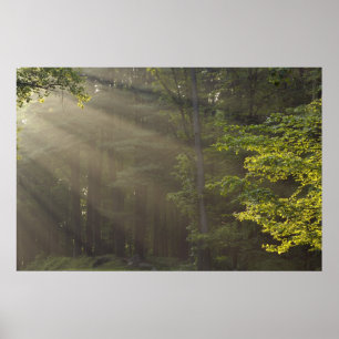 Póster Árvores ao longo da 7 Lakes Drive, Harriman, NY