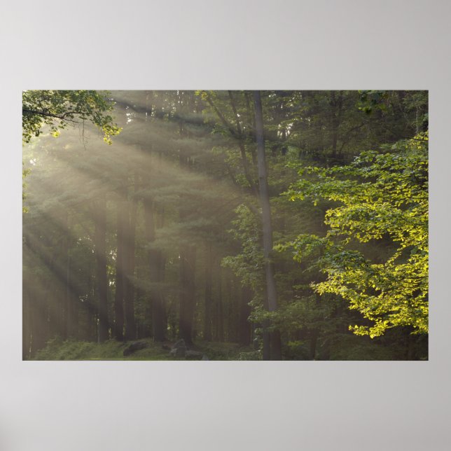 Póster Árvores ao longo da 7 Lakes Drive, Harriman, NY (Frente)