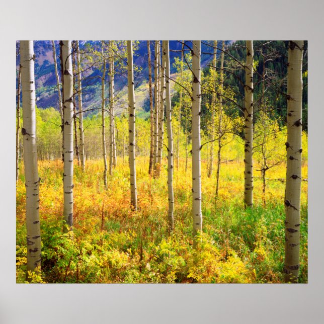 Póster Árvores Aspen no outono nas Rochosas (Frente)