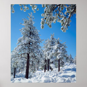 Poster Árvores cobertas de neve nas montanhas Laguna