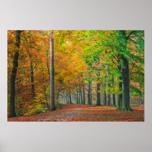 Poster Árvores com folhagem de outono em uma floresta