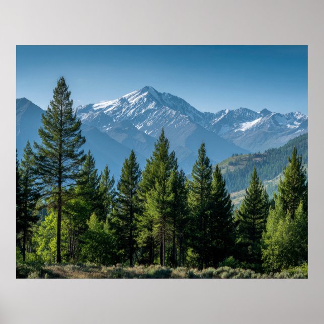 Poster Árvores Coníferas com Fundo de Montanha (Frente)