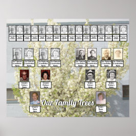 Poster Árvores da família de Primavera de Flor Branco Fot