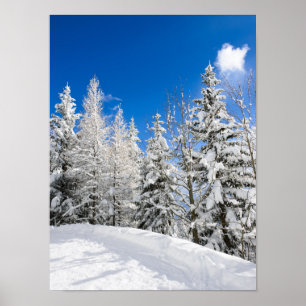 Póster Árvores da neve sob um céu azul claro