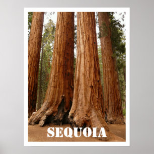 Póster Árvores da sequóia, parque nacional de sequóia,