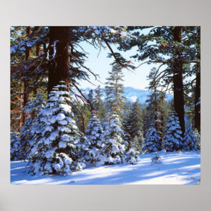 Póster Árvores de abeto-vermelho cobertas de neve na High