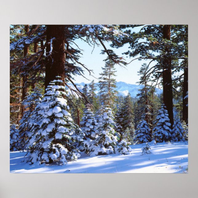 Póster Árvores de abeto-vermelho cobertas de neve na High (Frente)