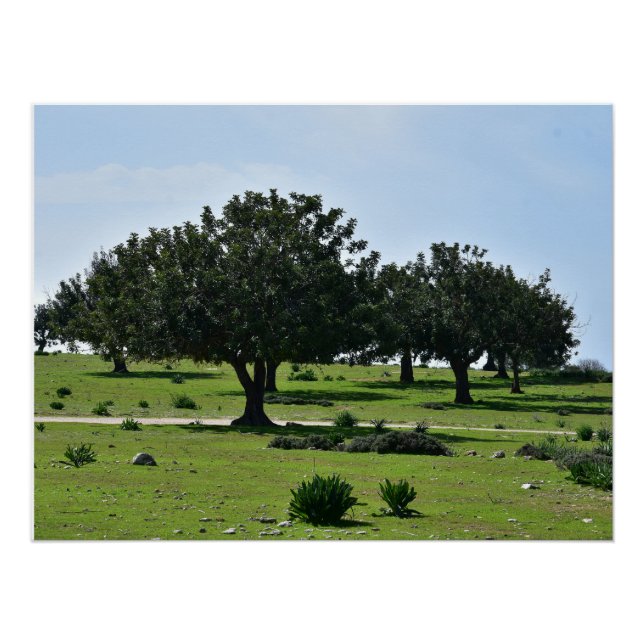 Póster Árvores de alfarroba na península de Akamas, em Ch (Frente)