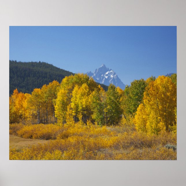 Poster Árvores de aspen com a serra de Teton (Frente)