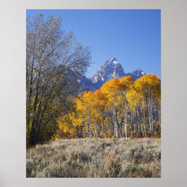 Poster Árvores de aspen com a serra de Teton (Frente)