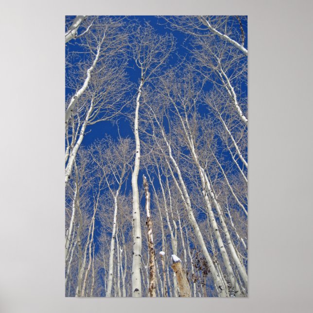 Póster Árvores de Aspen Inverno (Frente)